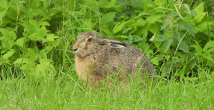 Lièvre d’Europe, rapide et sauvage